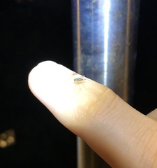 Chrysosoma globiferum