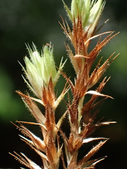 Lepidagathis inaequalis