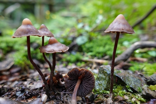 Psilocybe keralensis