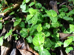 Lepidagathis inaequalis