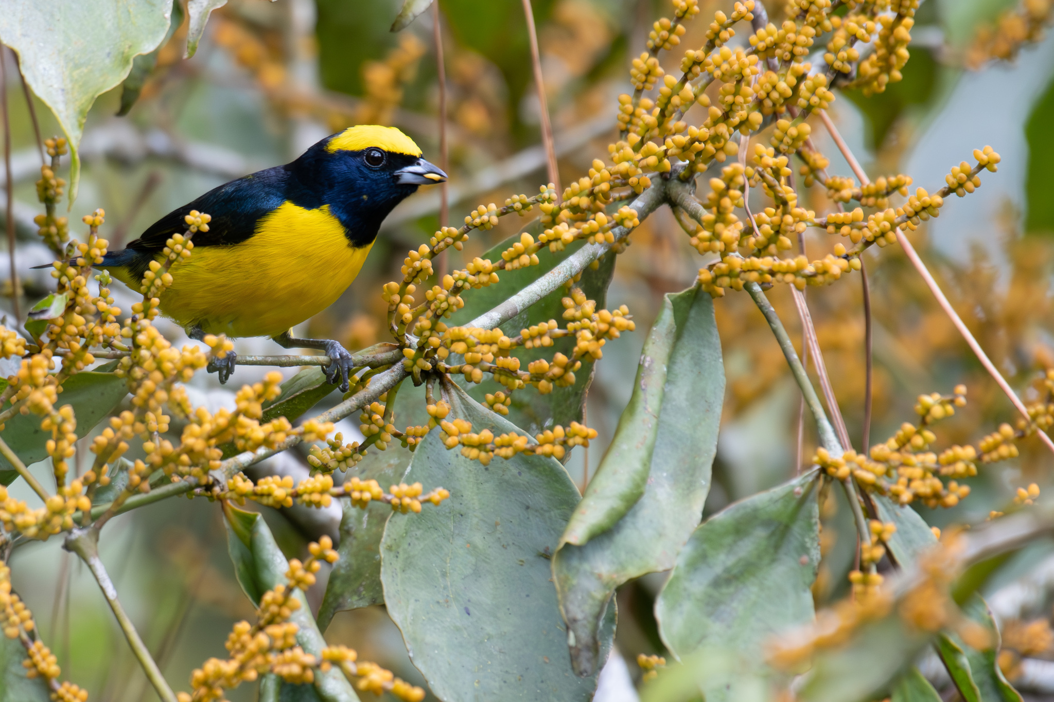 Yellow-crowned Euphonia illustration