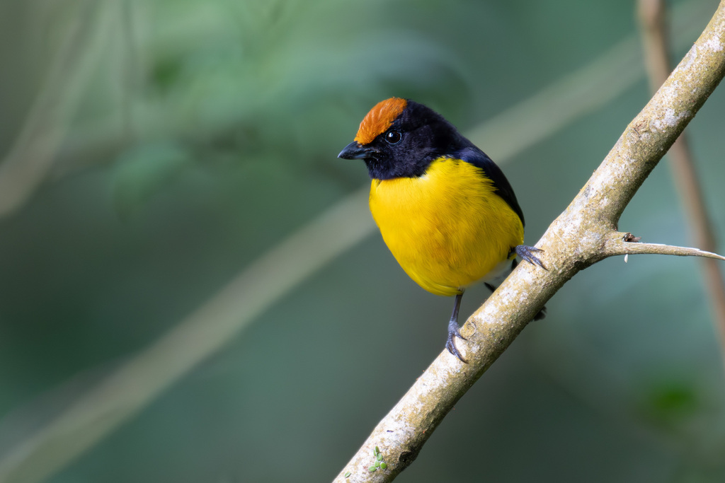 Tawny-Capped Euphonia