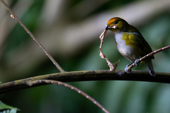 Tawny-Capped Euphonia photo 2