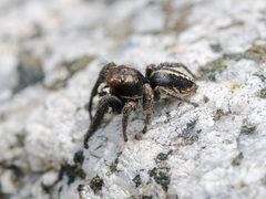 Pellenes seriatus