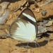 Mariposa Blanca de Bandas Negras - Photo (c) Rich Hoyer, algunos derechos reservados (CC BY-NC-SA), subido por Rich Hoyer
