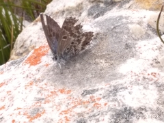 Lepidochrysops oreas junae