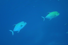 Caranx lugubris