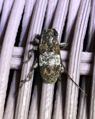 Desisa subfasciata