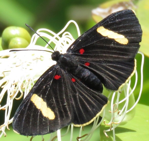 Melanis melandra · iNaturalist