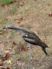 Burhinus grallarius