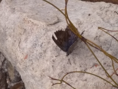 Lepidochrysops oreas junae