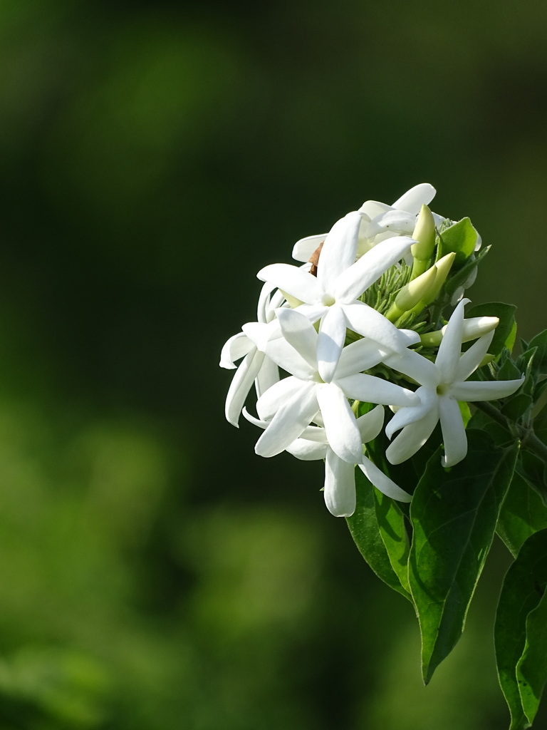 Jazmín Hindú (Jasminum multiflorum) · NaturaLista Mexico