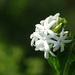 Star Jasmine - Photo no rights reserved, uploaded by 葉子