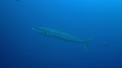 Elagatis bipinnulata