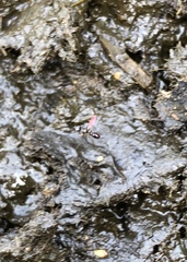 Dicranosepsis