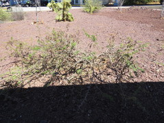 Vachellia insulae-iacobi