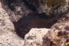 Cephalopholis fulva