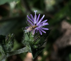 Campiglossa sororcula