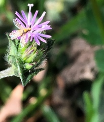 Campiglossa sororcula