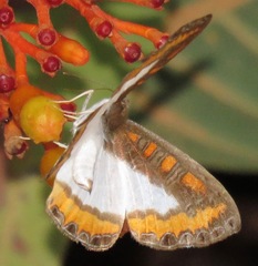 Nymphidium caricae