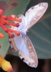 Nymphidium caricae
