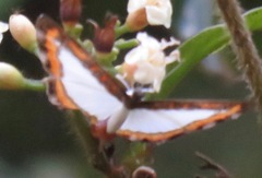 Nymphidium caricae