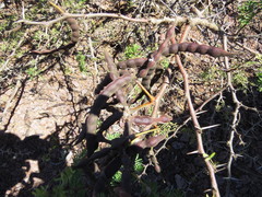 Vachellia insulae-iacobi