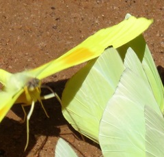 Phoebis philea
