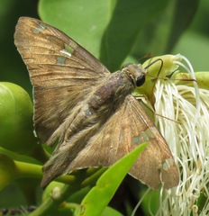 Ectomis octomaculata