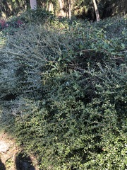Ilex vomitoria image