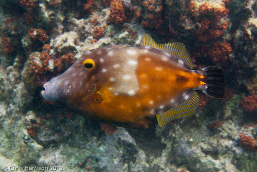 Whitespotted Filefish