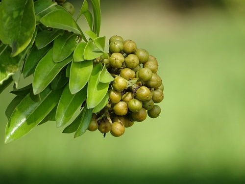 Pittosporum pentandrum