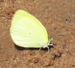 Pyrisitia venusta
