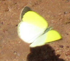 Pyrisitia venusta