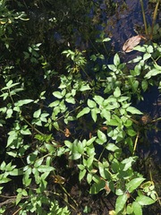 Cicuta mexicana