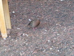 Zenaida galapagoensis