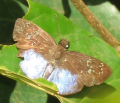 Pythonides grandis assecla