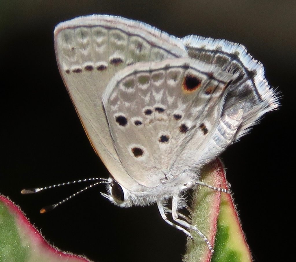 Cramer’s Scrub-Hairstreak