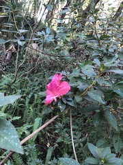 Rhododendron indicum