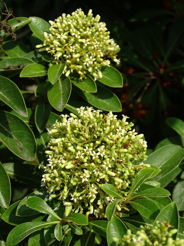 Pittosporum pentandrum