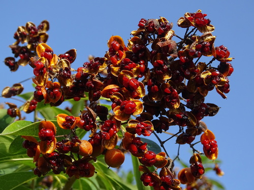 Pittosporum pentandrum