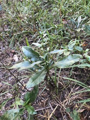 Pseudelephantopus spicatus