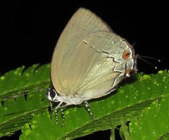 Theclopsis lydus