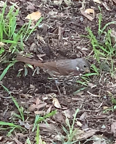 Slate-coloured Fox-sparrow