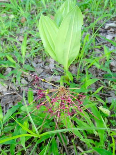 Scadoxus multiflorus image