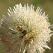 Leucaena leucocephala - Photo (c) 葉子, μερικά δικαιώματα διατηρούνται (CC BY-NC), uploaded by 葉子