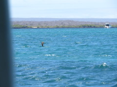 Anous stolidus galapagensis