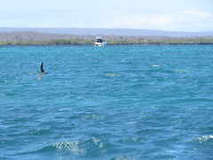 Anous stolidus galapagensis