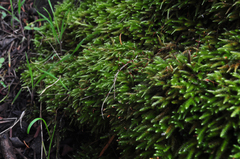 Pseudisothecium cristatum