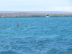 Anous stolidus galapagensis